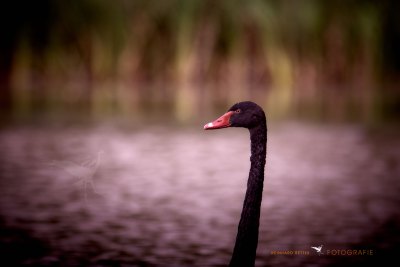 Black Swan © Reinhard Retter