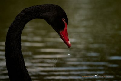 Black Swan © Reinhard Retter