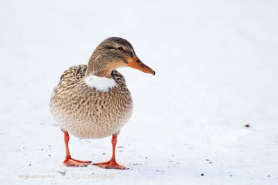 Ente spaziert auf Eis