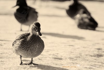 Enten auf zugefrorenem See