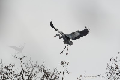 Graureiher im Landeanflug