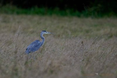 Graureiher im Feld