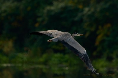 Graureiher im Flug