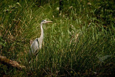 Graureiher im Gras