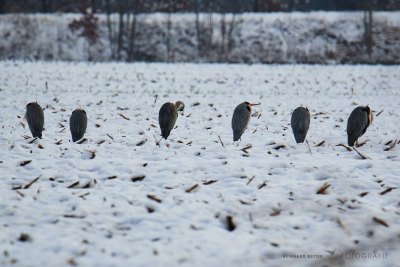 Graureiher im Schnee