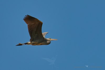 Graureiher im Flug