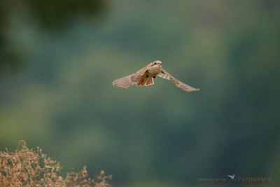 Neuntöter im Flug