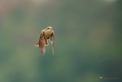 Neuntöter im Flug