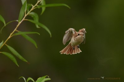 Neuntöter im Flug