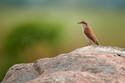 Neuntöter auf Stein
