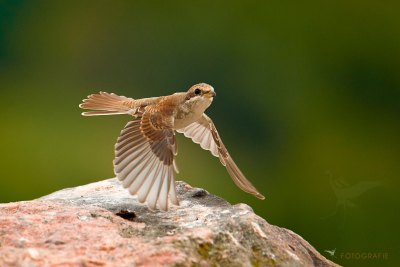 Neuntöter im Flug