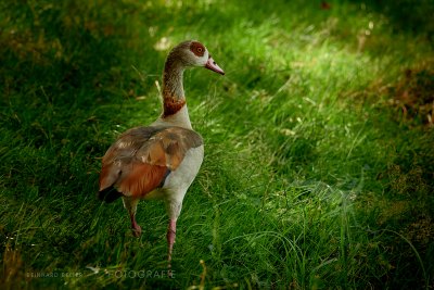 Nilgans © Reinhard Retter