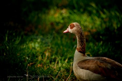 Nilgans © Reinhard Retter