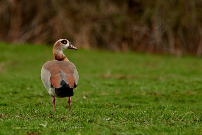 Nilgans © Reinhard Retter