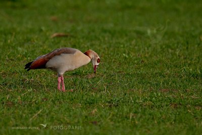 Nilgans © Reinhard Retter