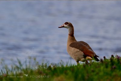 Nilgans © Reinhard Retter