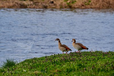 Nilgans © Reinhard Retter