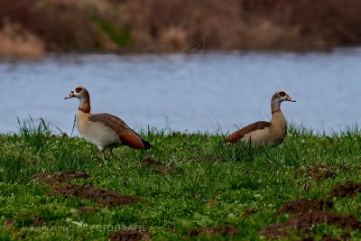 Nilgans © Reinhard Retter