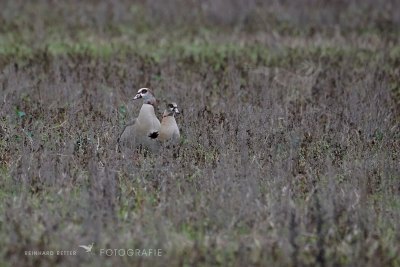 Nilgans © Reinhard Retter