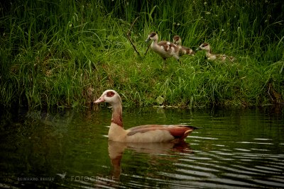 Nilgans © Reinhard Retter