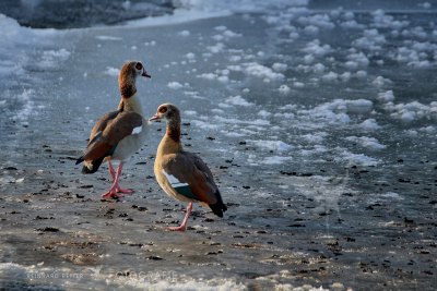 Nilgans © Reinhard Retter