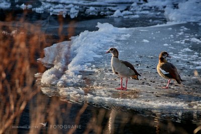 Nilgans © Reinhard Retter