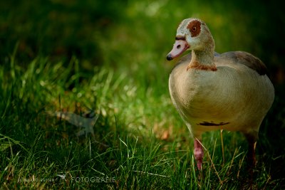 Nilgans © Reinhard Retter