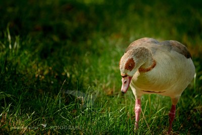 Nilgans © Reinhard Retter