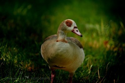 Nilgans © Reinhard Retter