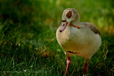 Nilgans © Reinhard Retter