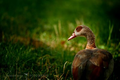Nilgans © Reinhard Retter