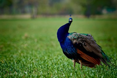 Pfau © Reinhard Retter