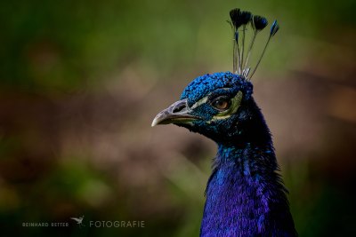 Pfau © Reinhard Retter