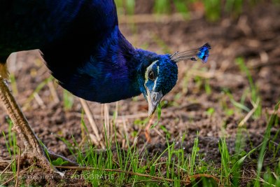 Pfau © Reinhard Retter