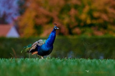 Pfau © Reinhard Retter