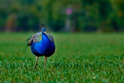 Pfau © Reinhard Retter