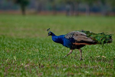 Pfau © Reinhard Retter