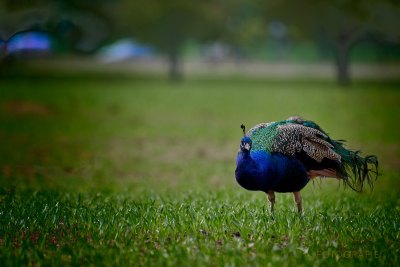 Pfau © Reinhard Retter