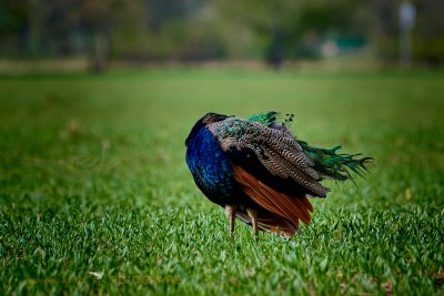 Pfau © Reinhard Retter