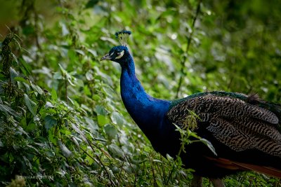 Pfau © Reinhard Retter