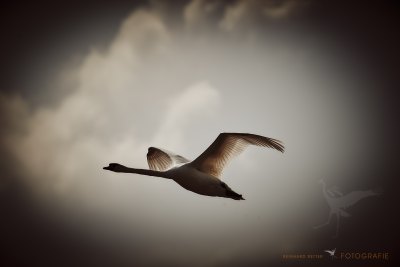 Schwan im Flug © Reinhard Retter