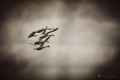 Schwäne im Flug © Reinhard Retter