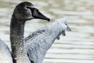 Schwan © Reinhard Retter