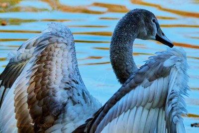 Schwan © Reinhard Retter