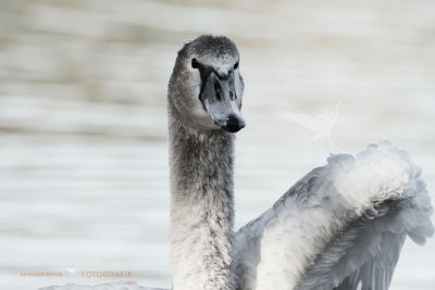 Schwan © Reinhard Retter