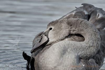 Schwan © Reinhard Retter