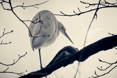 Silberreiher©Reinhard Retter