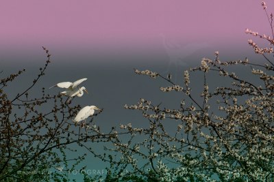Silberreiher©Reinhard Retter