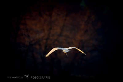 Silberreiher©Reinhard Retter