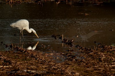 Silberreiher©Reinhard Retter